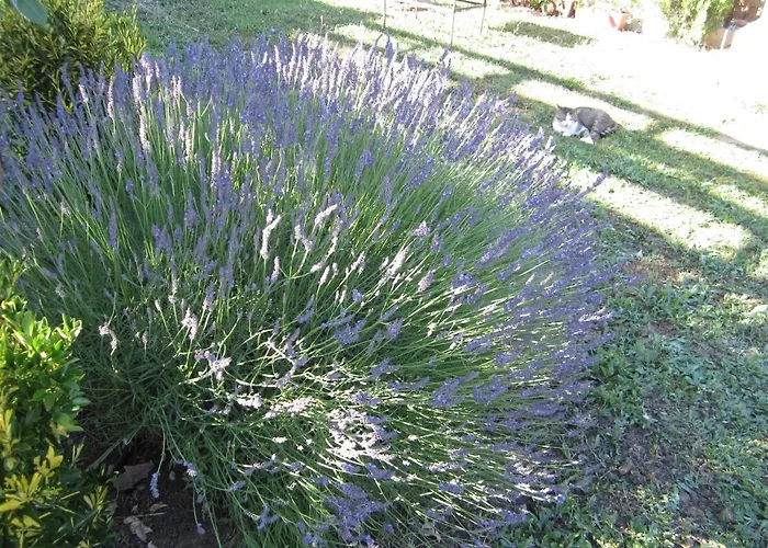 Vis Bed and breakfast