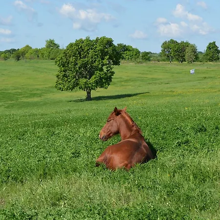 ベッド・アンド・ブレックファスト Vis
